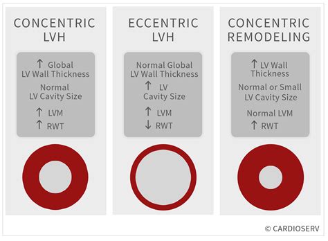 mild concentric lv hypertrophy means|what is mild concentric hypertrophy.